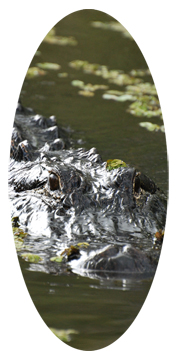 Alligator